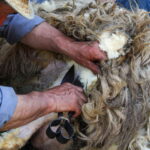 A man shearing a sheep with manual shears.