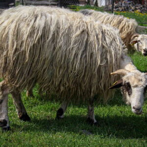 sheep from which wool is obtained for hand-woven blankets