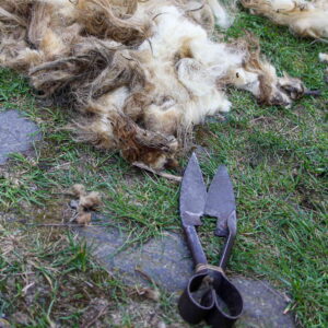 shears for shearing sheep and wool obtained with them