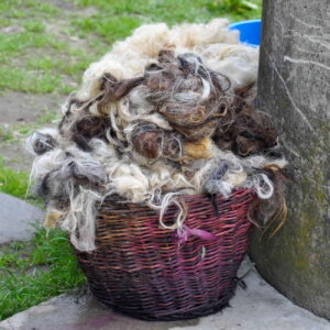 basket with wool ready for combing and carding