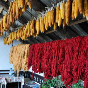 Dyed skeins of wool drying with corn