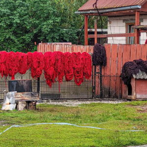 Dyed skeins of wool drying on the fence