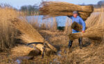 Elderly man collecting sea rushes by the lake.