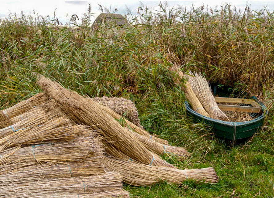 Harvest of sea rush - tied sheaves lie near the bushes and in the nearby boat