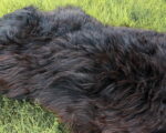 continental_sheep_sheepskins