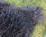 continental_sheep_sheepskins