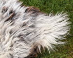 continental_sheep_sheepskins