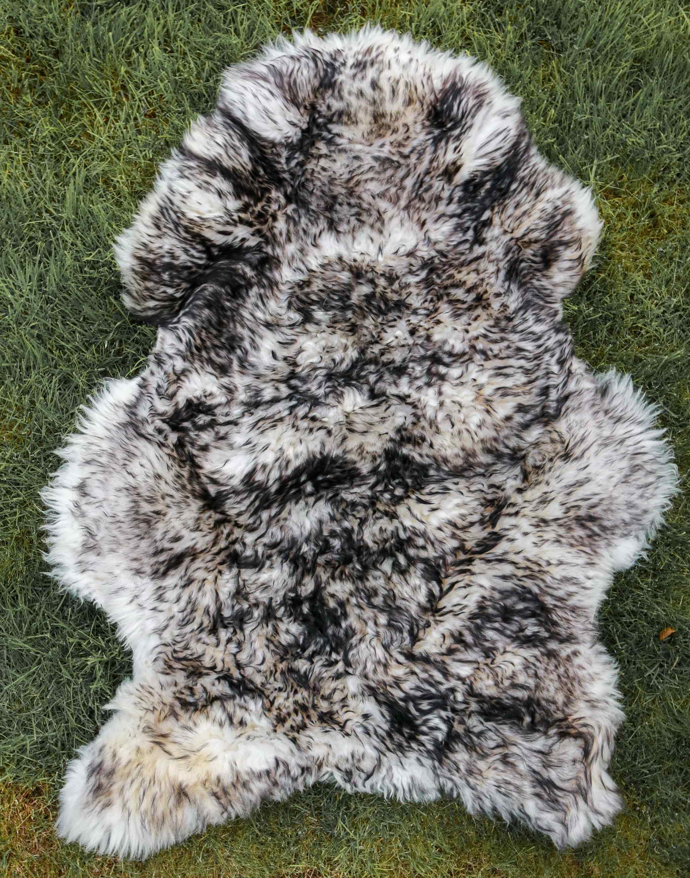continental-sheep-white-black-mouflon-csh-08-1 continental_sheep_sheepskins