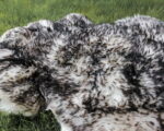 continental_sheep_sheepskins