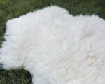 continental_sheep_sheepskins