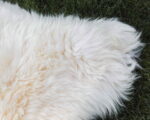 Islandic_sheep_sheepskins