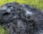 Islandic_sheep_sheepskins