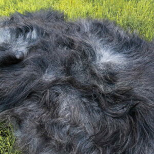 Islandic_sheep_sheepskins