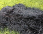 Islandic_sheep_sheepskins