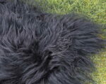 Islandic_sheep_sheepskins