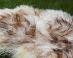 Islandic_sheep_sheepskins
