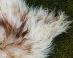 Islandic_sheep_sheepskins