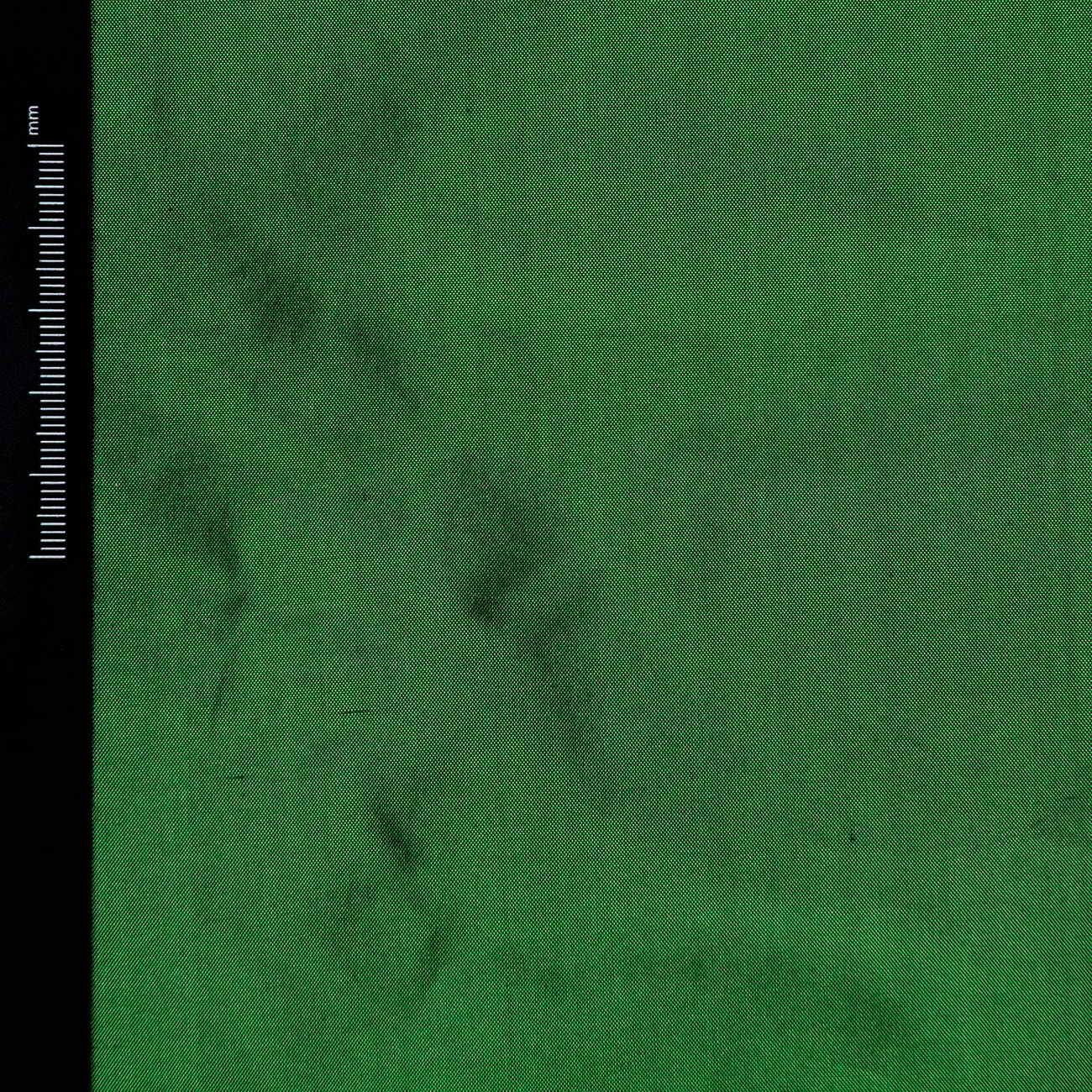silk-mulberry-fabric-taffeta-italian-green-STFI-0920-01-1a